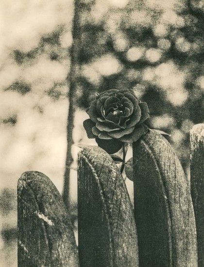 This image is a black-and-white lith print photograph. It depicts a single rose blooming just above the edge of a weathered wooden fence. The rose is centrally framed and sharply focused, creating a striking contrast against the out-of-focus background, which consists of dappled light filtering through trees. The overall tone of the image is warm and grainy, characteristic of the lith printing technique, which gives it a timeless, almost painterly quality. The texture of the wood and the soft bokeh in the background enhance the nostalgic and artistic feel of the photograph.