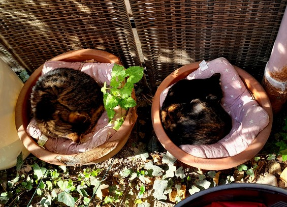 Pussy Galore, left, and Harley Quinn, right, are curled up in flower pots enjoying the morning sun.