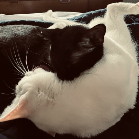 a white cat and a black cat cuddle and groom each other