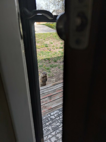 Looking through a cracked open door at a groundhog standing on its hind legs looking at the camera