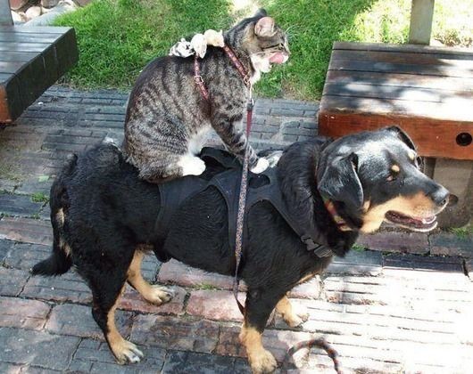 Photo of a gray tabby cat sitting on the back of a large black and tan dog, appearing to be riding it like a human on a horse. The cat is licking its face, hence the #Mlem tag.