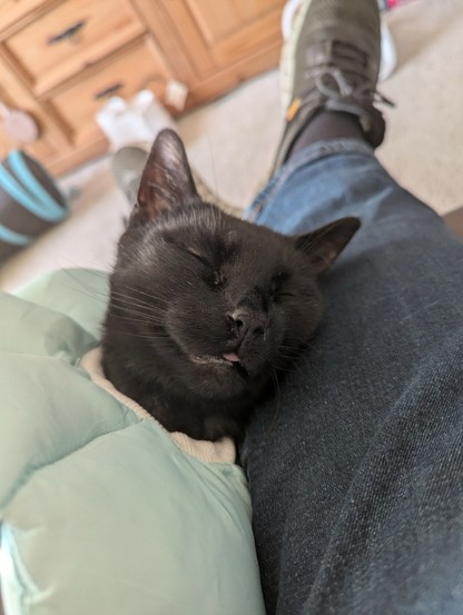 A black cat laying his head over to his left as he faces the camera. His cheek rests on my right leg wearing jeans. He's got a little derp visible. To his left is a light blue soft collar. In the background there's grey carpet and a wooden sideboard and in front a pet water fountain.