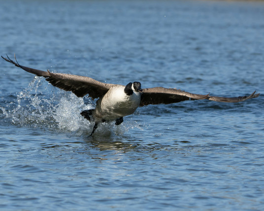 Canadian goose taking off.