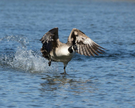 Canadian goose taking off.