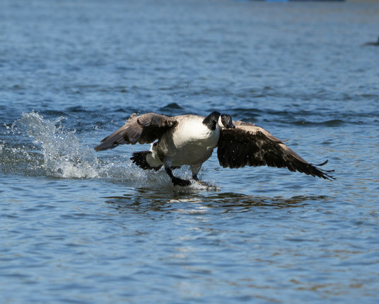Canadian goose taking off.