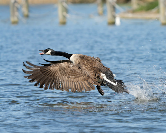 Canadian goose taking off.