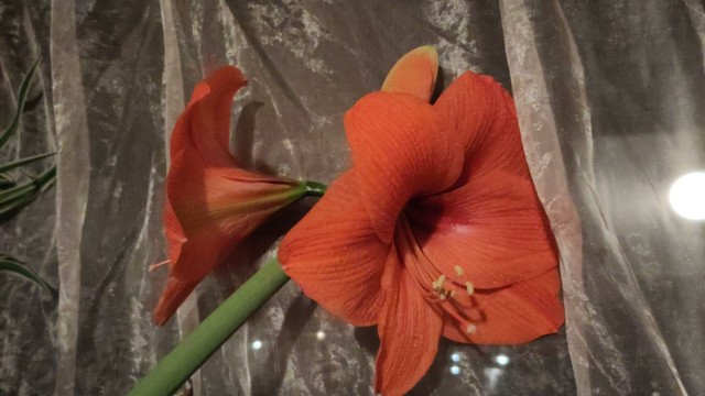 Photo of amaryllis with two open flowers and one bud.