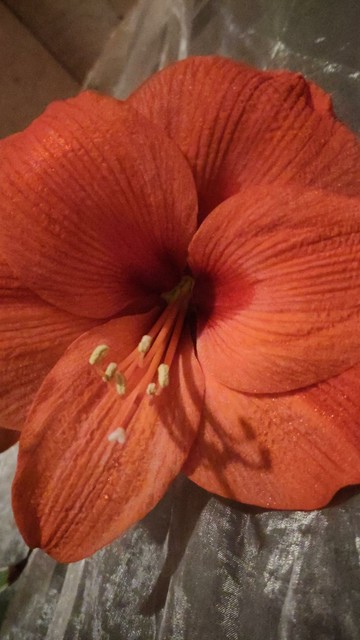 Closeup photo of one red amaryllis flower 🌺
