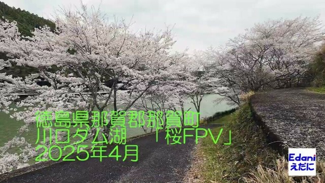 ドローン空撮(FPV)・徳島県那賀郡那賀町「川口ダム湖の桜FPV」