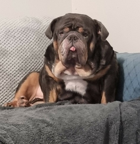 A fat British Bulldog sitting on a chair. He has the front of his tongue sticking out and is looking toward the camera. His front legs are standing, while his back legs lay making his many rolls of flab bunched together.