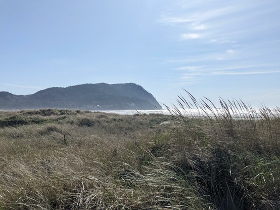 A grassy dune overlooking the Pacific ocean