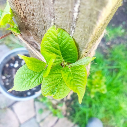 Zwischen den Blättern ist eine kleine Knospen zu sehen. Die erste seit Pflanzung