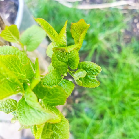 Zwischen den Blättern ist eine kleine Knospen zu sehen. Die erste seit Pflanzung