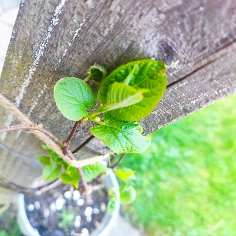 Zwischen den Blättern ist eine kleine Knospen zu sehen. Die erste seit Pflanzung
