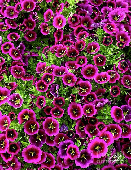 Vibrant Magenta Petunias
