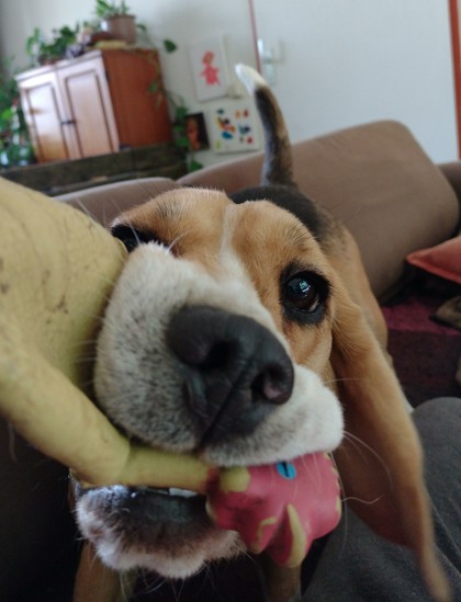 Foto van een beagle met rubber kip in de bek.