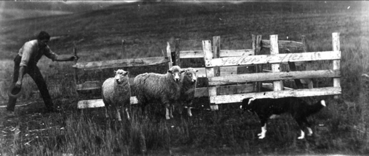 Black-and-white photo: Donald Sutherland dog trialling. 1900–1920. Description: Shows Donald Sutherland (1865–1927) working with a dog as he tries to herd three sheep into an enclosure during a dog trial. Citation: Masterton District Council Library and Archive, Reference No. 10-149/3. https://masterton.spydus.co.nz/cgi-bin/spydus.exe/FULL/OPAC/ARCENQ/170607078/39904594,1