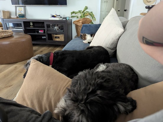 Two dogs and a cat sleep on the couch next to me