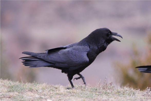 Corvus corax (known as common raven) walking on a grassy ground and calling.