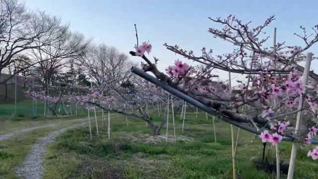 2025年4月14日・桃の花見・刈羽村・とうりんぼ