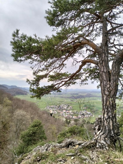 Ein knorriger Baum, im Hintergrund ein Dorf
