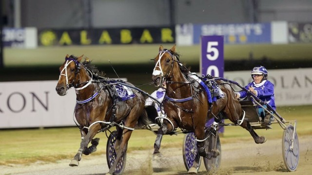 Horse racing: Kiwi pacer chases dream all the way to Queensland