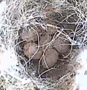 Close up of six bluetit eggs in the nest bowl