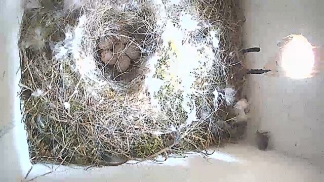 Bird box with floor covered in grass moss and white feathers with a bowl and six eggs visible inside