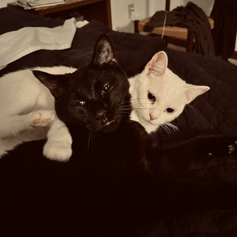a white cat has her arm on a black cat as they cuddle together on a bed
