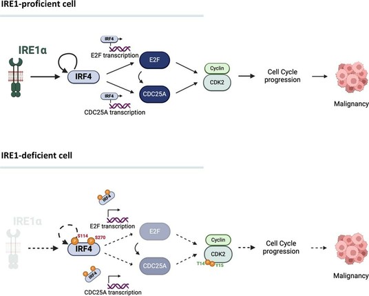 Hypothetical model for nonenzymatic IRE1 cell cycle regulation via IRF4. Schematic representation of IRE1 supporting IRF4 activity/expression, promoting E2F1 and CDC25A transcription, in turn driving CDK2 activity to enable unconstrained cell-cycle progression. Silencing of IRE1 increases IRF4 phosphorylation on Ser114 and Ser270, which attenuates IRF4’s self-sustaining transcriptional activity, depleting E2F1 and CDC25A and leading to cell-cycle arrest. Phosphoresidues annotated in red: inhibitory. Phosphoresidues annotated in green: activating. Created in BioRender.