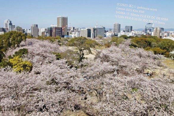 福岡城天守台からの桜、2025