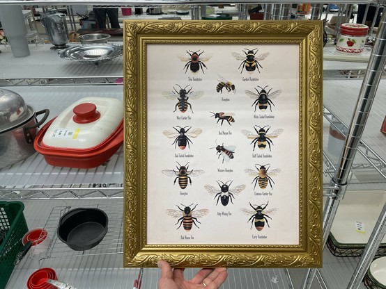 Color illustrations of 14 species of bees in a faux gilded frame.