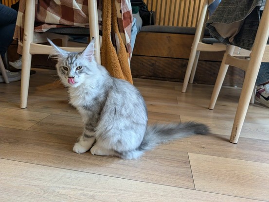 A long haired grey & white cat licks its nose and looks in the direction of the camera