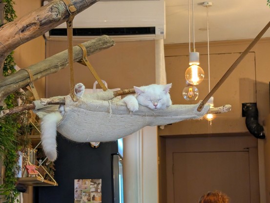 A white long haired cat sleeps in a hammock bed