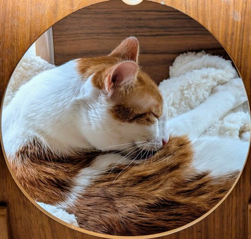 The same orange and white cat in one of its sleeping spots next to the door.