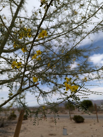 A blooming palo verde tree covered in yellow blossoms shot in close up with a desert landscape blurred in back