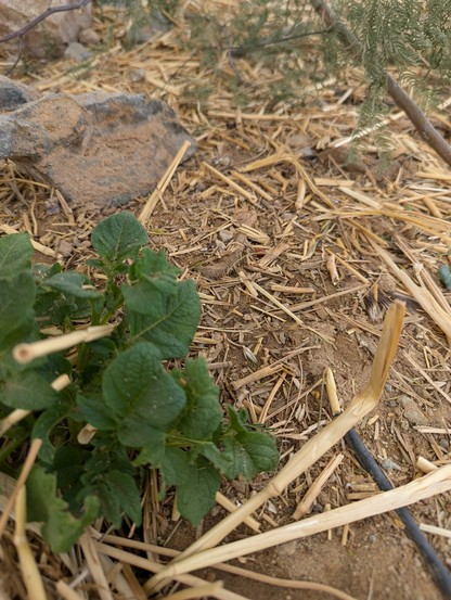 A close up of potato sprouts in lower left with a ladybug behind it