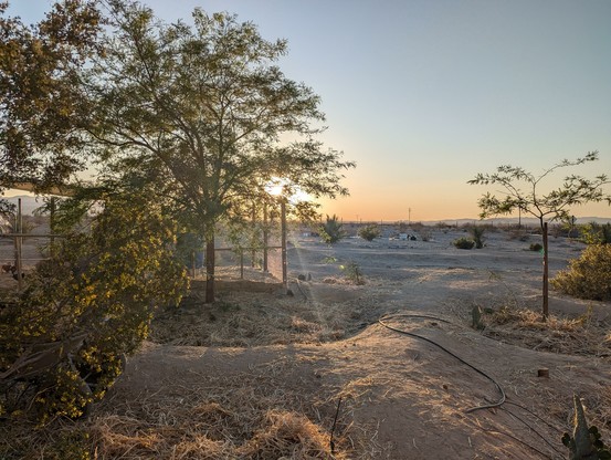 A sunset shot of the ranch, showing raised berms and infiltration basins filled with trees of different sizes, cacti, and a chicken run in the background