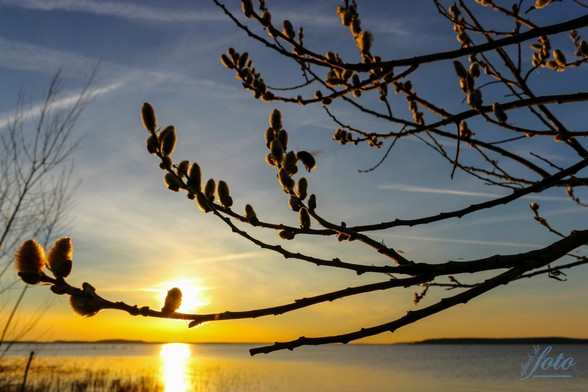 Weidenkätzchen im Vordergrund, im Hintergrund Meer und ein herrlicher Sonnenuntergang 
Wer findet die Hummel ☺️?