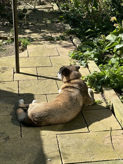 A large blond dog lies on the ground in a sunny garden