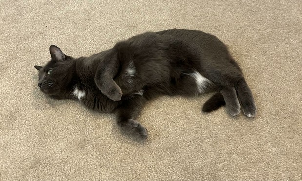 A pretty and very well fed dark grey cat is sprawled on her side on a carpeted floor. She is gazing soulfully off into the distance, one front paw raised to highlight the extent of her misery and suffering. Her fluffy but pitifully empty tummy is exposed for the world to witness. Somewhere, Sarah McLachlan sings.