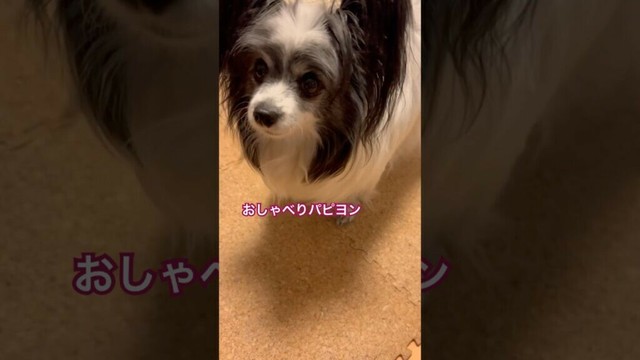 【会話するパピヨン】パパいない→おやつ要求なアメリさん　#アメリ #パピヨン #おしゃべり犬 #ボタンで会話 #ふーんふーん #犬の気持ち #喋る犬　#会話ボタン　#ぱぴよんらいふ