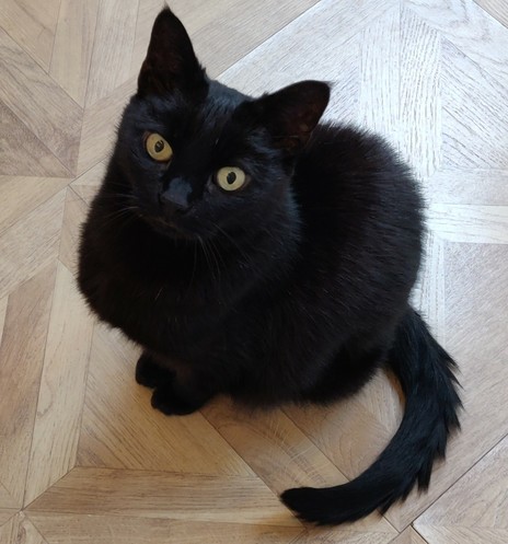 A black cat looking innocently up at the camera