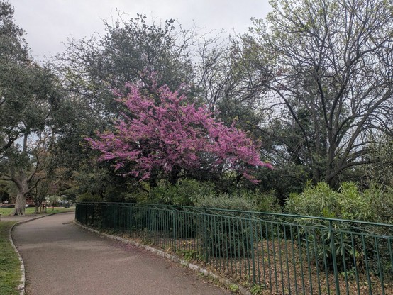 A blossoming tree on the street