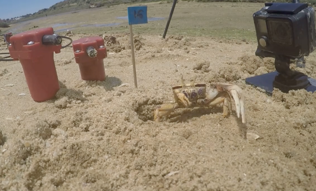 screenshot from a video of  crab on sandy beach next to some scientific equipment