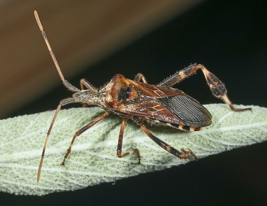 Ein Bild einer Amerikanischen Kiefernwanze -
Amerikanische Kiefernwanzen sind vergleichsweise große und auffällige Wanzen. Die mit langen Fühlern ausgestatteten Tiere haben eine Körperlänge von 15 bis 20 Millimeter und sind 5 bis 7 Millimeter breit. Die Tibien der Hinterbeine sind auffällig verbreitert. Die Oberseite ist rötlich braun bis schwarz, in der Mitte der Flügeldecken verläuft quer ein charakteristisches, schmal weißes Zickzackband, dieses kann aber auch schwach ausgeprägt sein oder fehlen. Die Oberseite des Abdomens zeigt, nur im Flug sichtbar und sonst von den Flügeln verdeckt, auf orangem oder gelbem Grund fünf schwarze Querbänder.

Die Tiere sind gute Flieger, Flugweise und das laute Summen ähneln dem Flug von Hummeln. Wenn man sie berührt, sondern sie ein Sekret ab, das an den Geruch einer grünen Banane erinnert.

(Wikipedia)