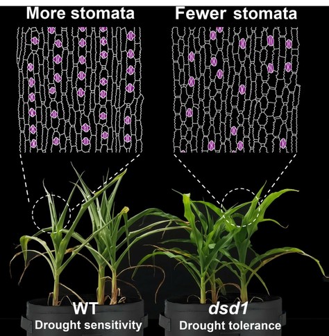 Photograph of WT (drought sensitive) and dsd1 mutant (drought tolerant) maize plants, and diagrams of their corresponding epidermal surfaces, showing more stomata and fewer stomata, respectively.