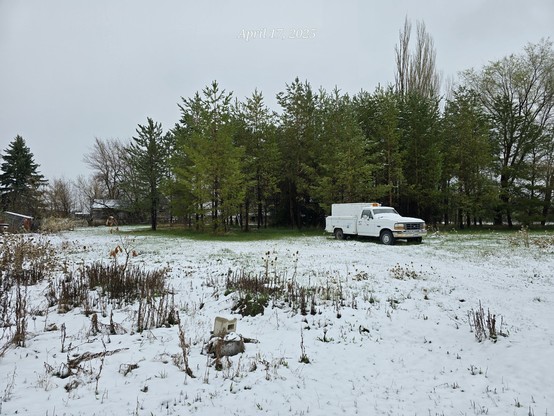 A small grove of Austrian and Scotch pine trees with grass under them
 Fresh snow covering the field and a 1996 Ford pickup that needs a new battery.