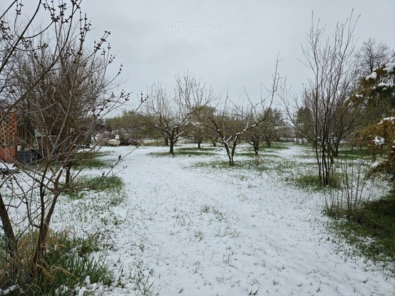 An apple orchard with fresh snow on the ground. Some green grass showing through.