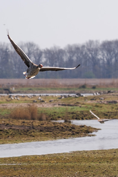 Das Bild zeigt eine Graugans im Flug über einer flachen, sumpfigen Landschaft. Im Hintergrund sind Bäume und im Vordergrund ein Wasserlauf zu sehen. Im Hintergrund sind außerdem weitere Vögel zu erkennen, die vermutlich ebenfalls Gänse sind. Der Fokus liegt auf der im Vordergrund fliegenden Gans. Das Licht deutet auf einen sonnigen Tag hin.
